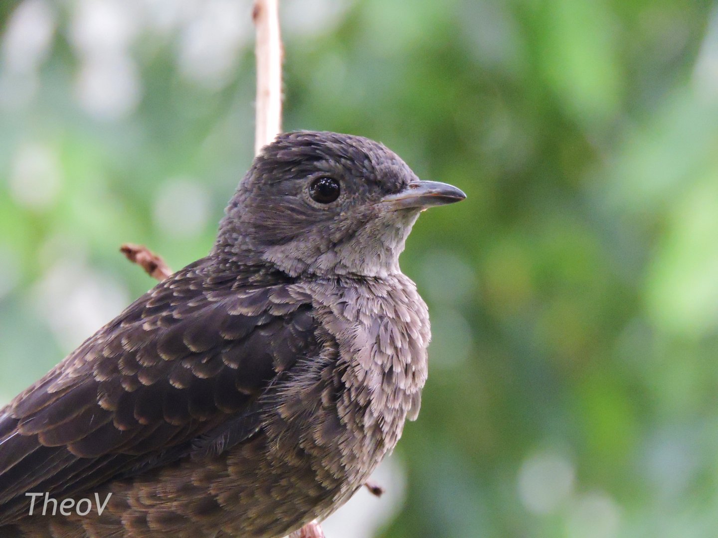 Spangled cotinga [2017]
