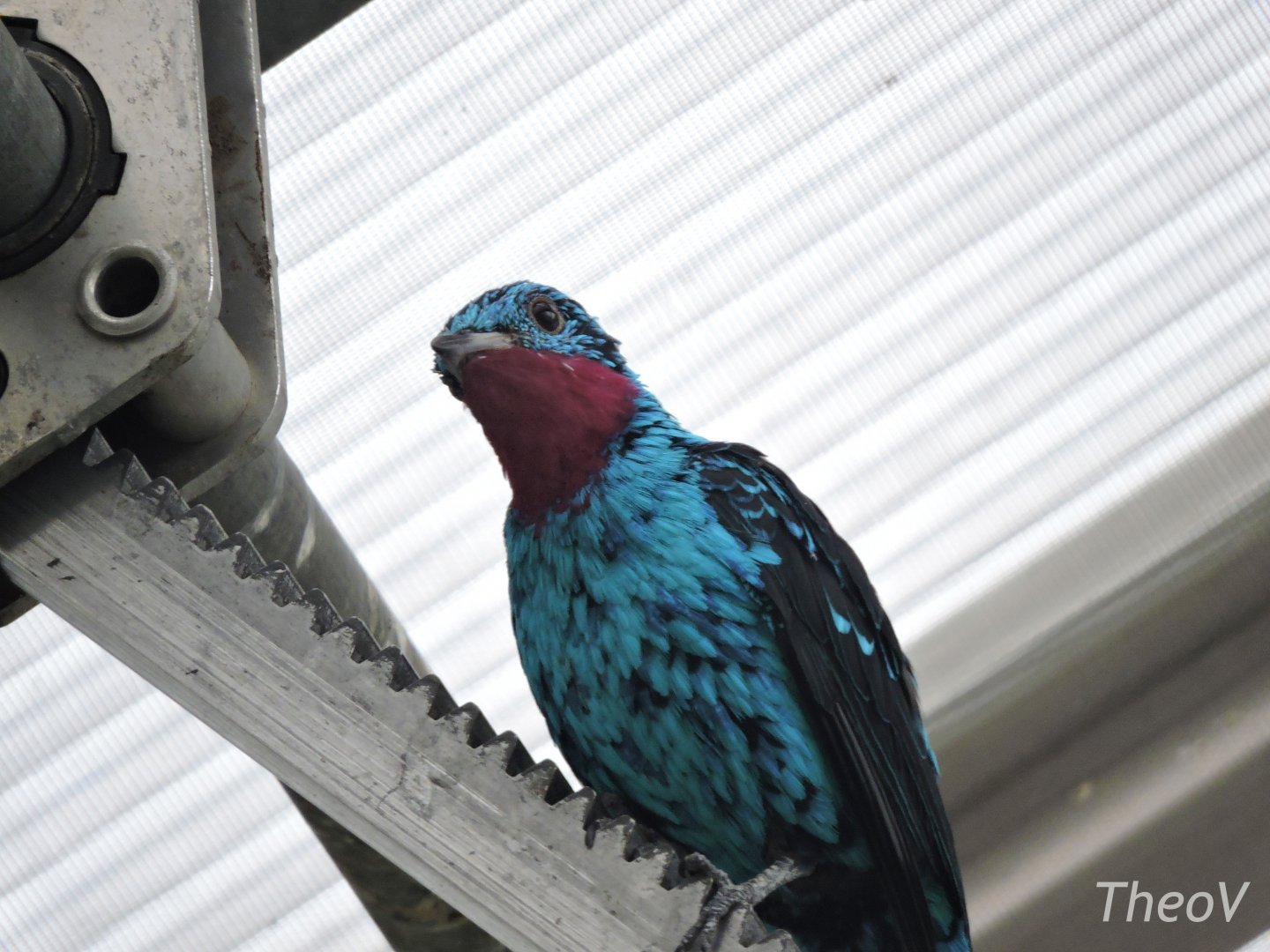 Spangled cotinga [2017]