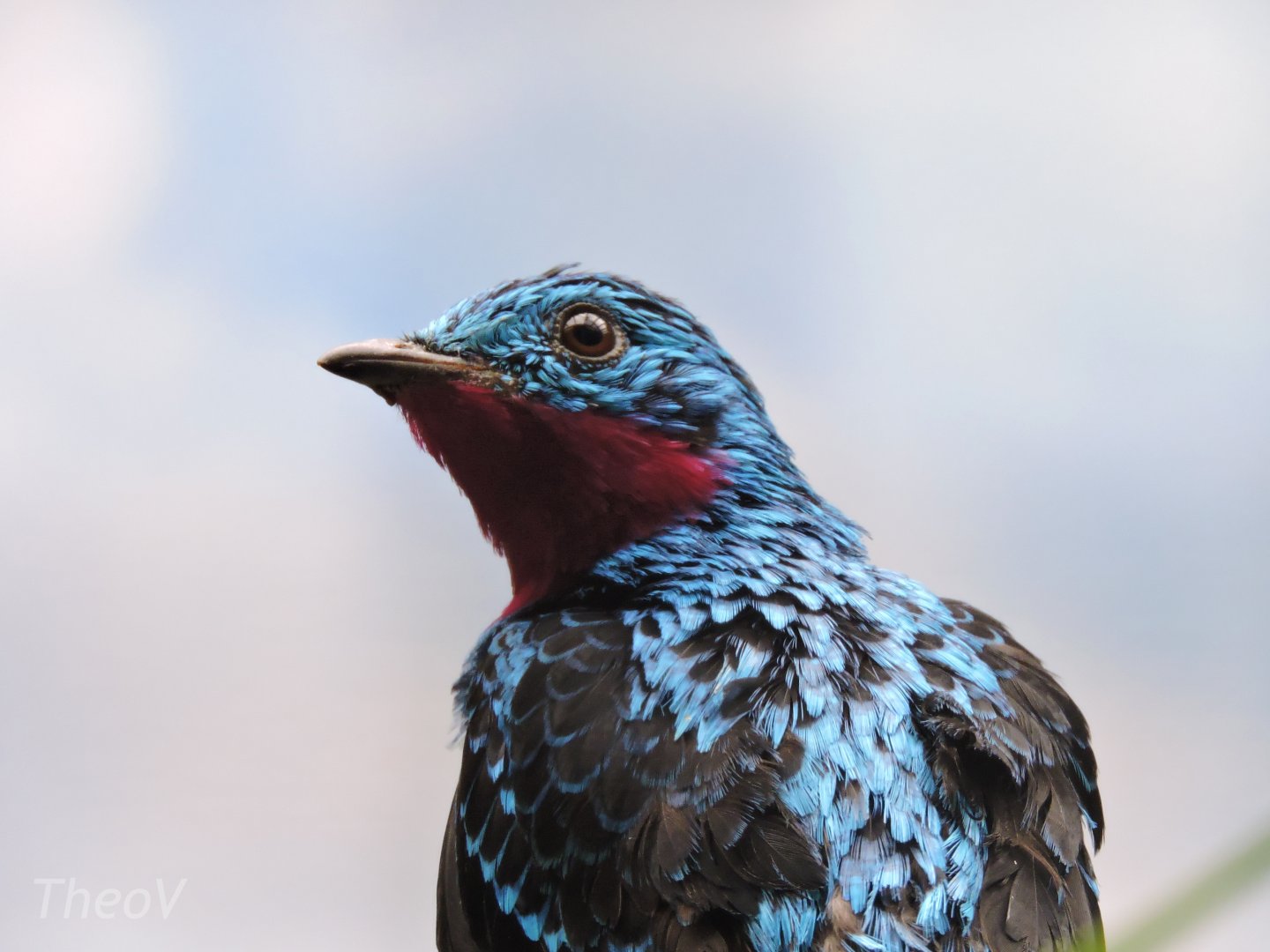 Spangled cotinga [2017]