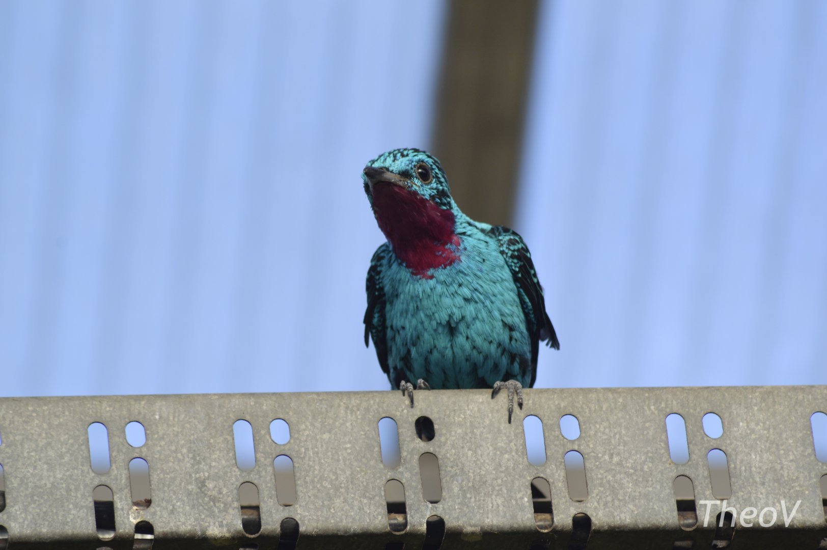 Spangled cotinga [2018]