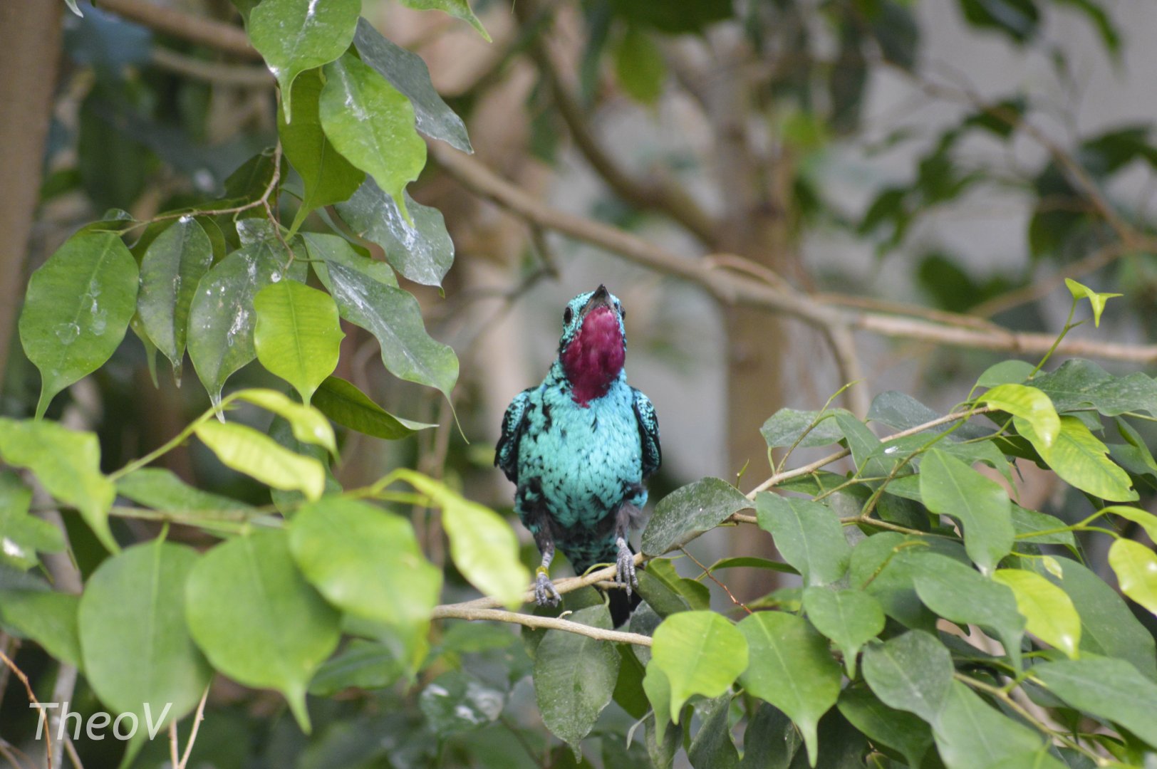 Spangled cotinga [2018]