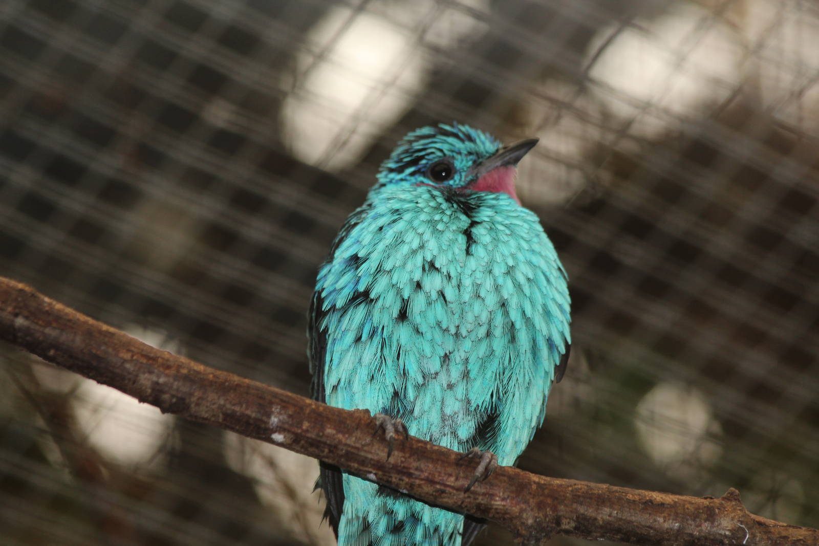Spangled Cotinga - Amazon World Zoo - March 2013