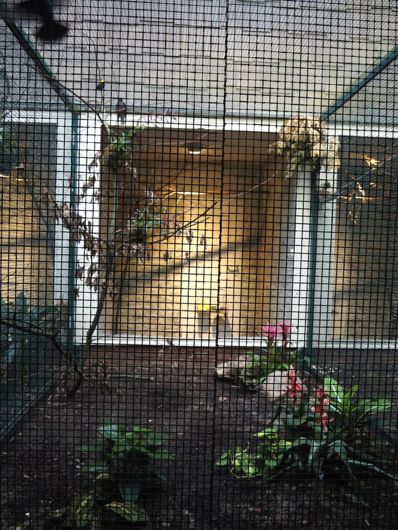 Spangled cotinga and Golden-headed Manakin aviary, 2024-05-22