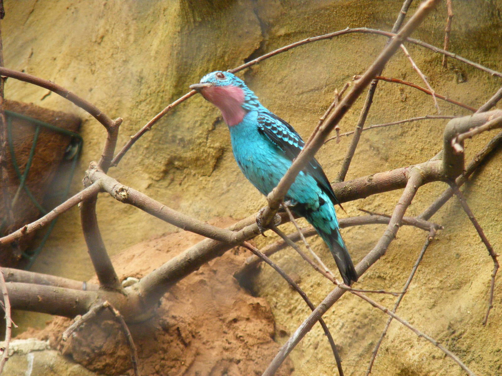 Spangled cotinga at Amazon World, 5 April 2010