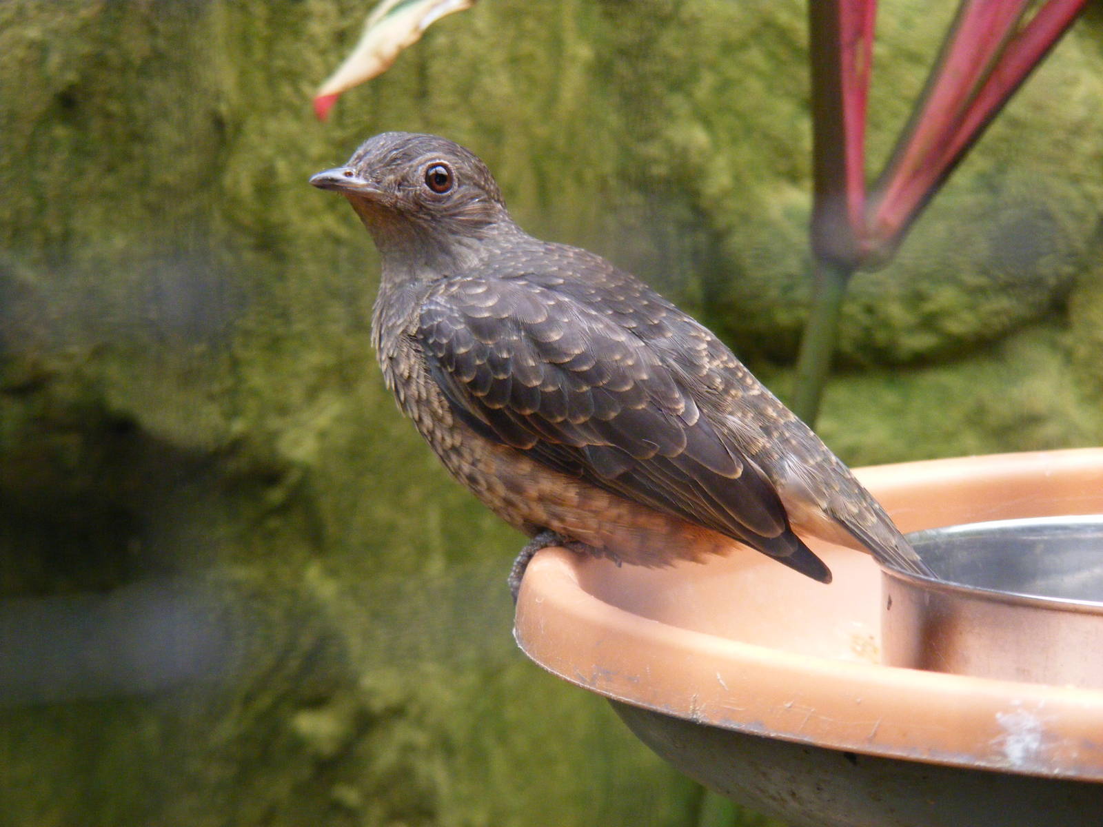 Spangled cotinga at Amazon World, 5 April 2010