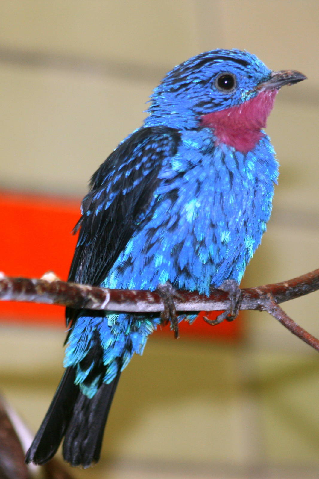 Spangled cotinga; Berlin Tierpark; 6th September 2011