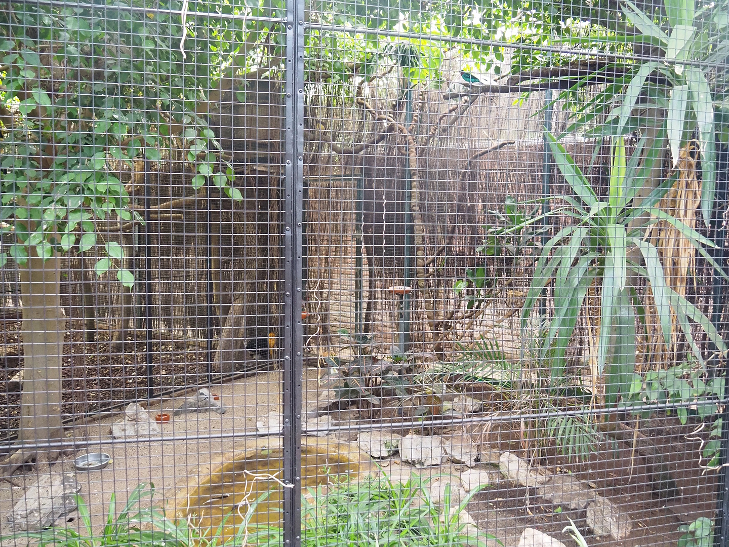 Spangled cotinga, Cinnamon ground dove, Red-whiskered bulbul and Masked lapwing aviary, 2022-08-28