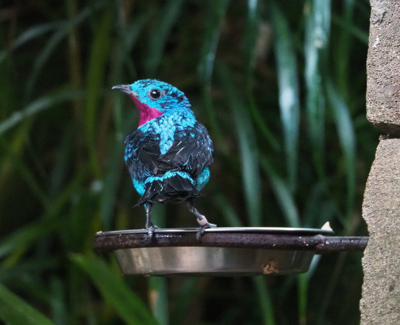 Spangled cotinga (Cotinga cayana), 2022-03-16