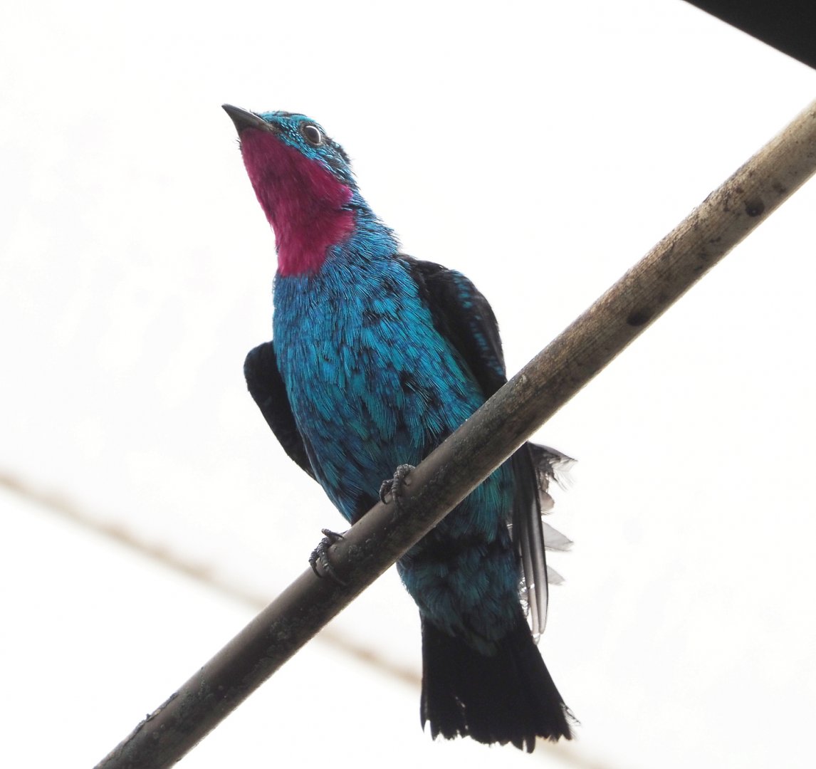 Spangled cotinga (Cotinga cayana), 2022-03-16