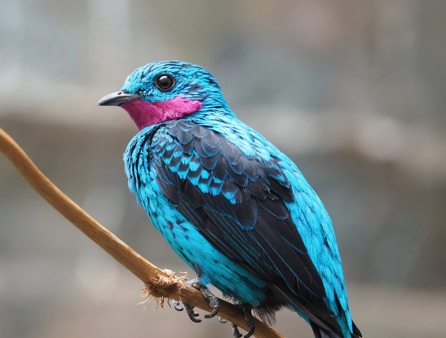 Spangled cotinga (Cotinga cayana), 2022-08-16