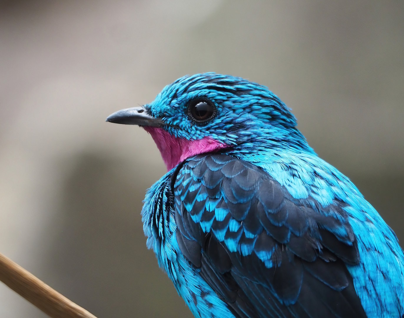 Spangled cotinga (Cotinga cayana), 2022-08-16