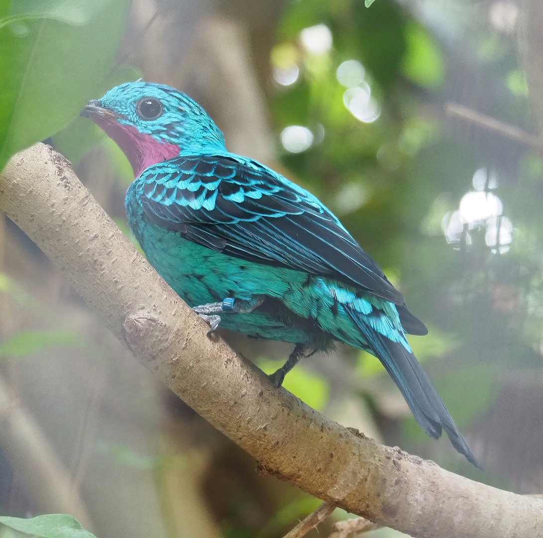 Spangled cotinga (Cotinga cayana), 2022-08-28
