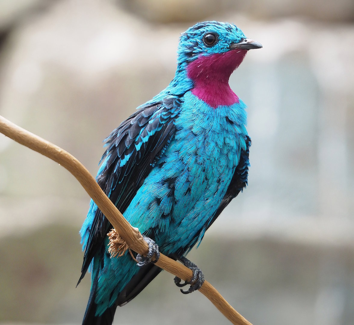 Spangled cotinga (Cotinga cayana), 2022-09-04