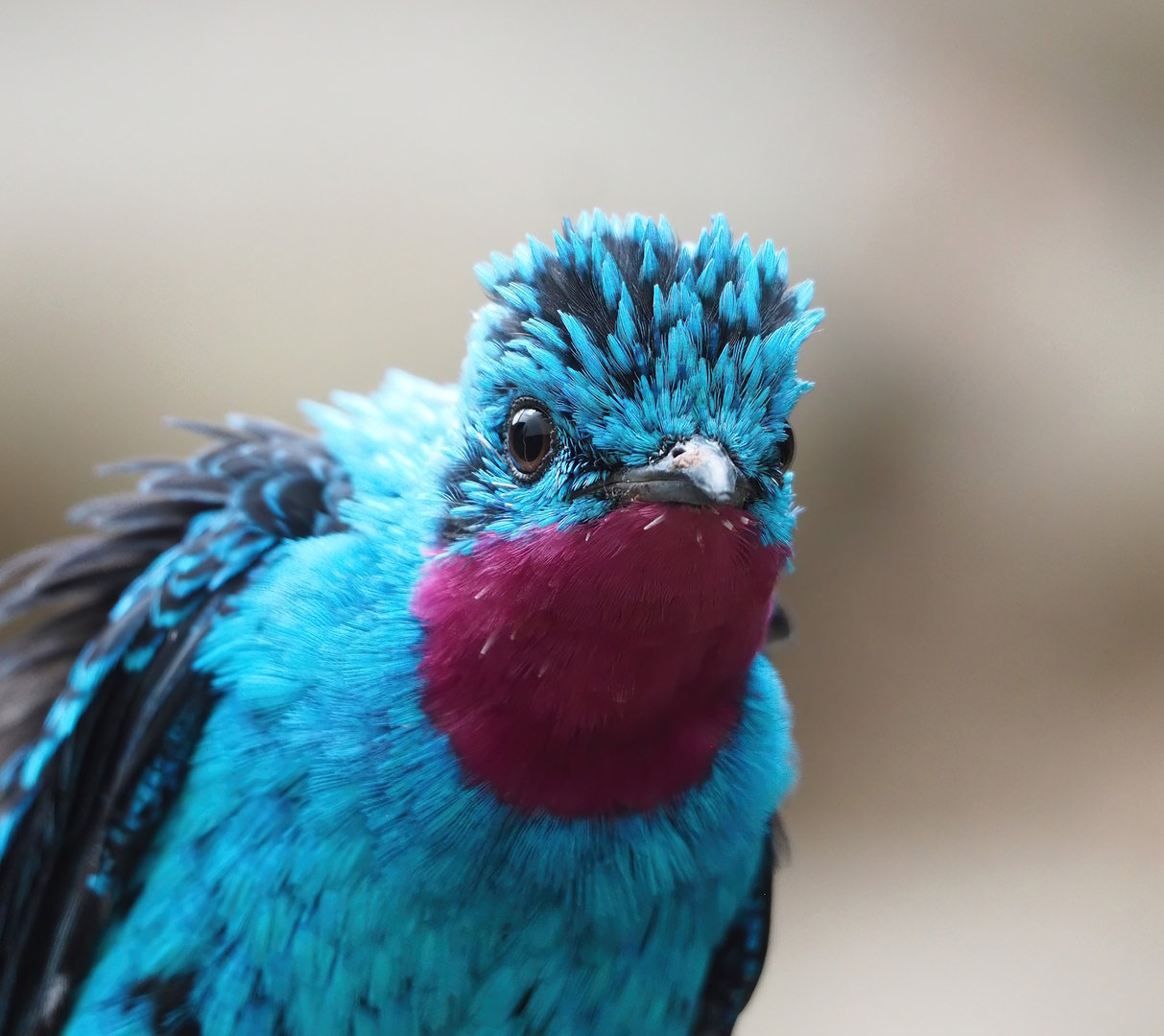 Spangled cotinga (Cotinga cayana), 2022-09-04