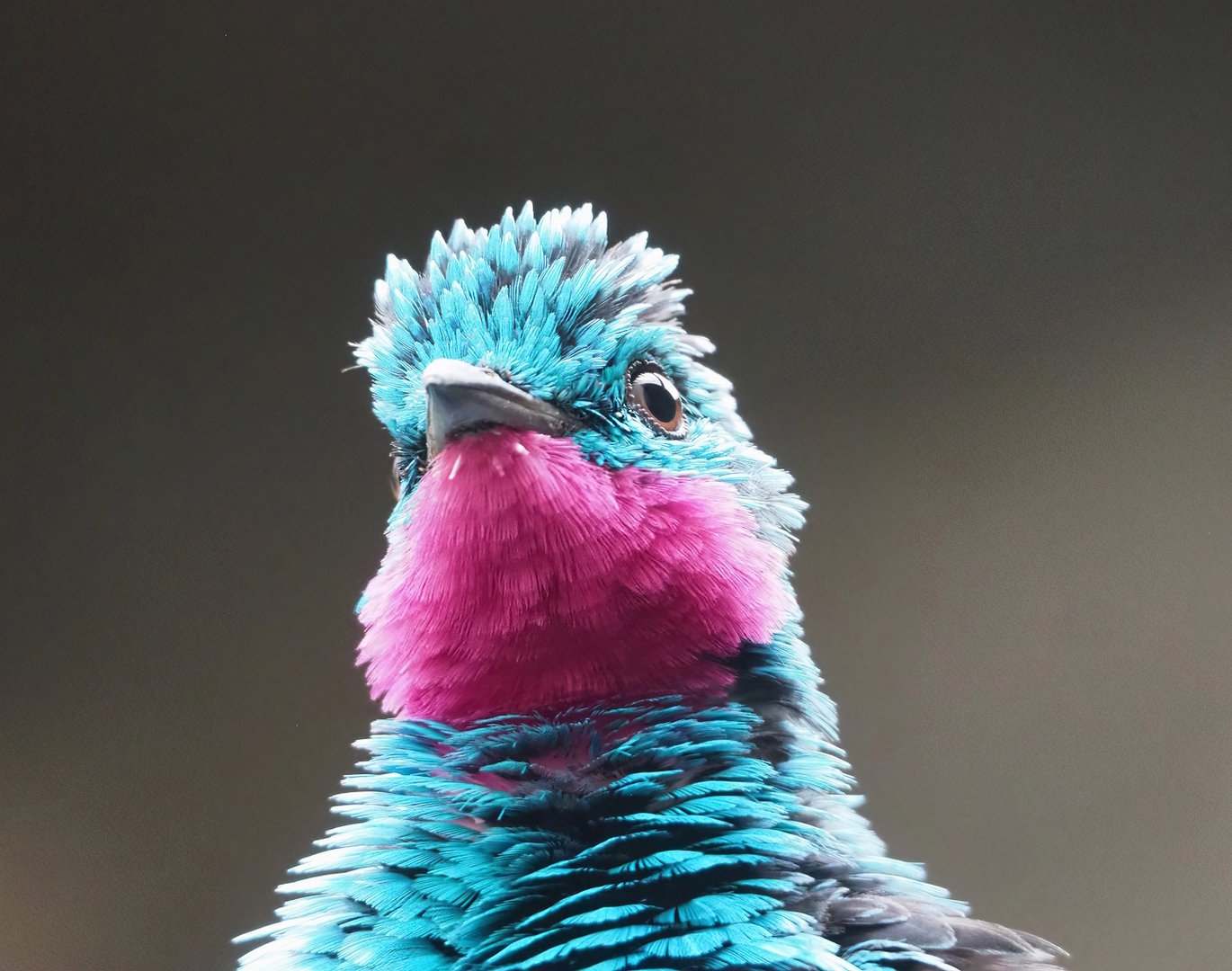 Spangled cotinga (Cotinga cayana), 2022-09-04