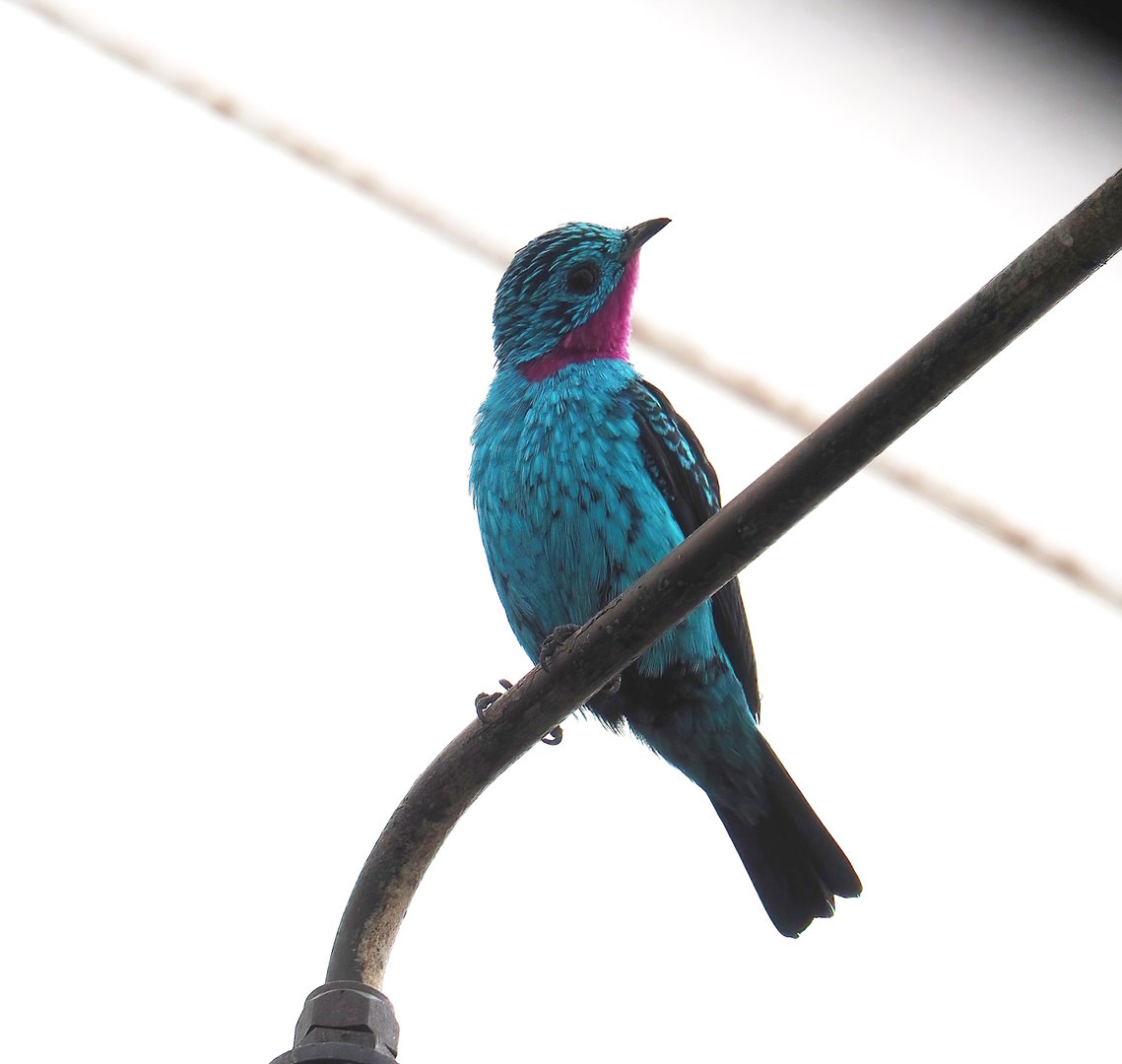 Spangled cotinga (Cotinga cayana), 2022-10-29