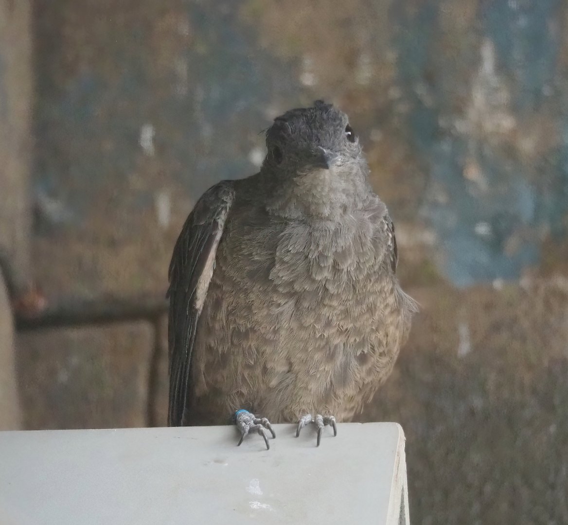 Spangled cotinga (Cotinga cayana), 2023-07-22