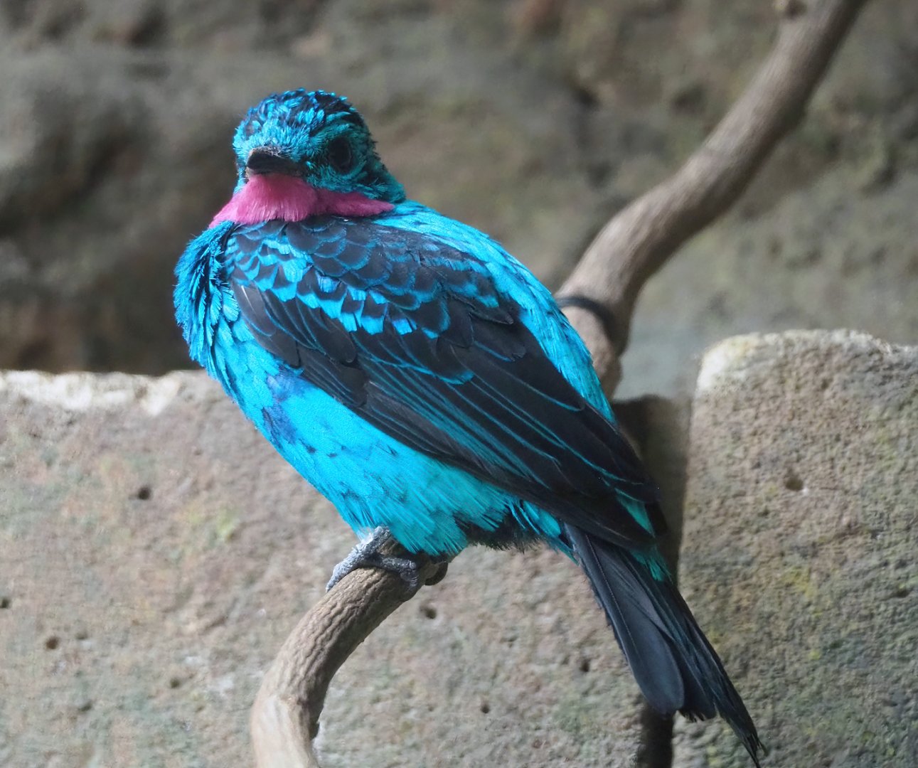Spangled cotinga (Cotinga cayana), 2024-02-17