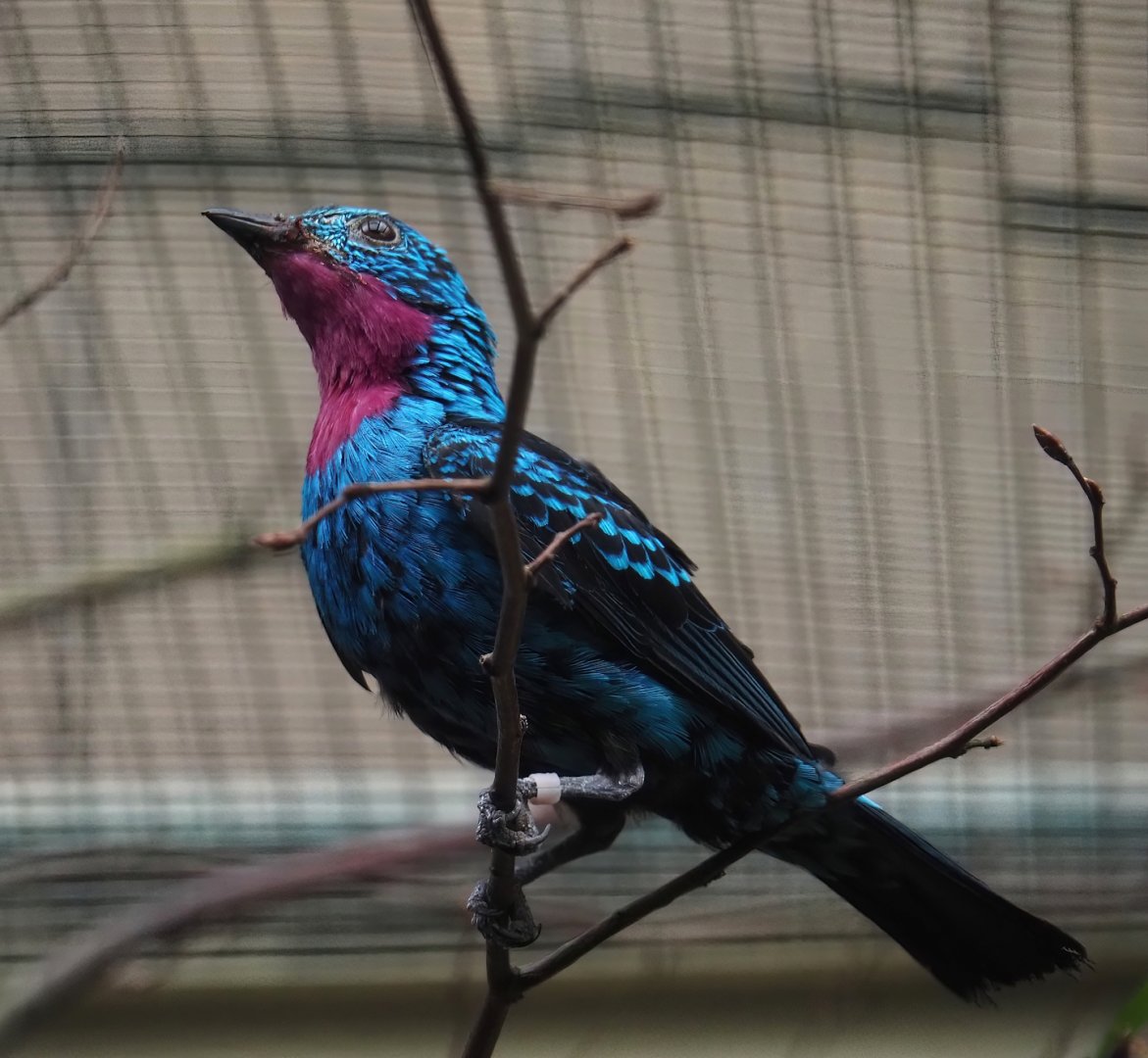 Spangled cotinga (Cotinga cayana), 2024-05-22