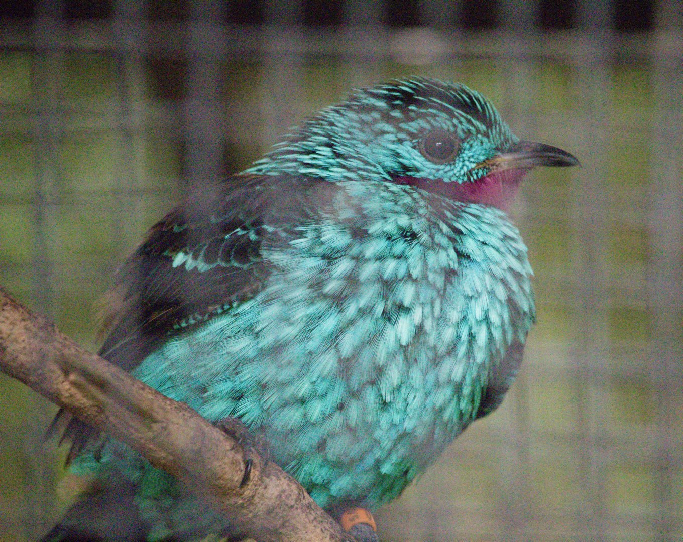 Spangled Cotinga (Cotinga cayana), Male