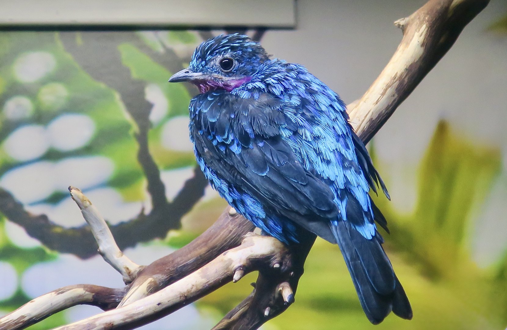 Spangled Cotinga (Cotinga cayana) male