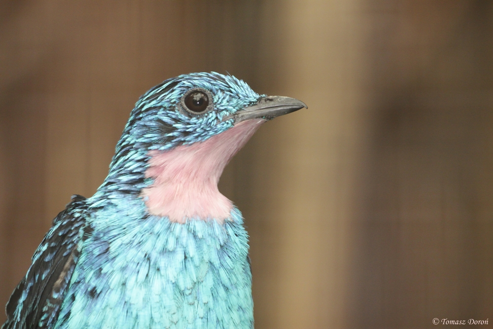Spangled Cotinga (Cotinga cayana) portrait