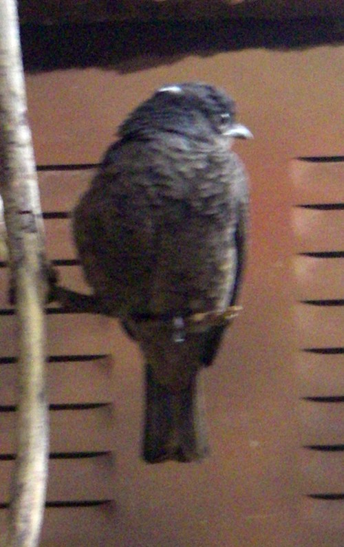Spangled Cotinga (Cotinga cayana)