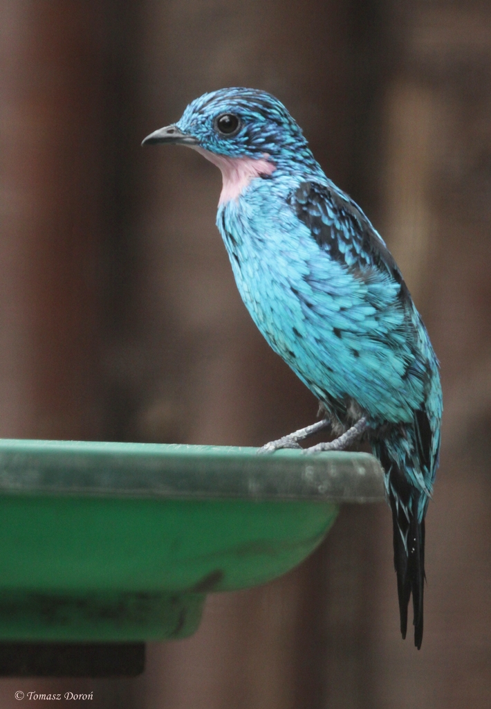 Spangled Cotinga (Cotinga cayana)