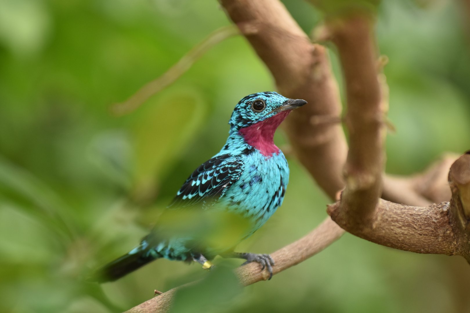 Spangled cotinga (Cotinga cayana)