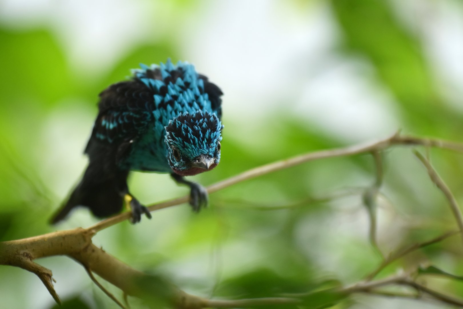 Spangled cotinga (Cotinga cayana)