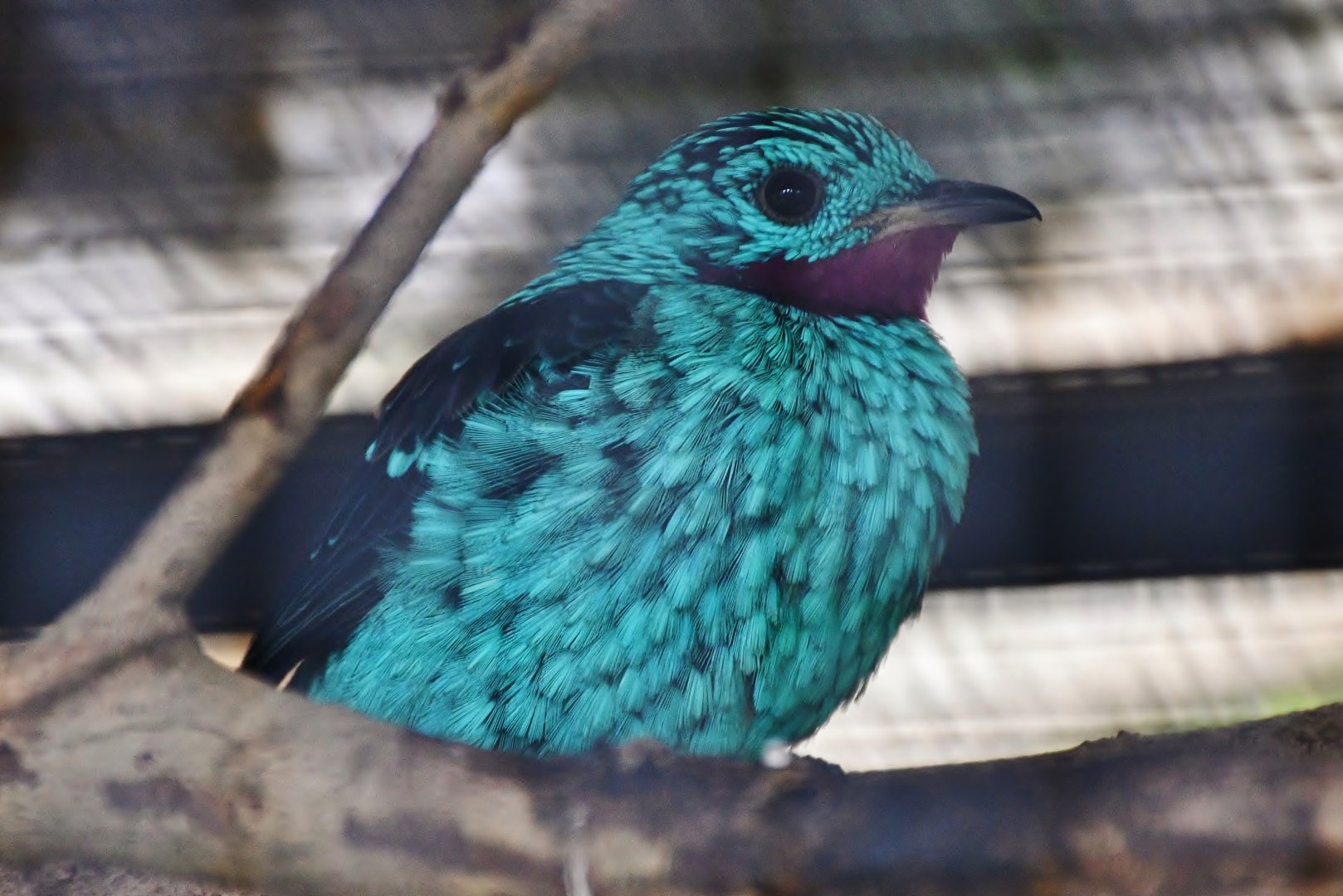 Spangled Cotinga (Cotinga cayana)