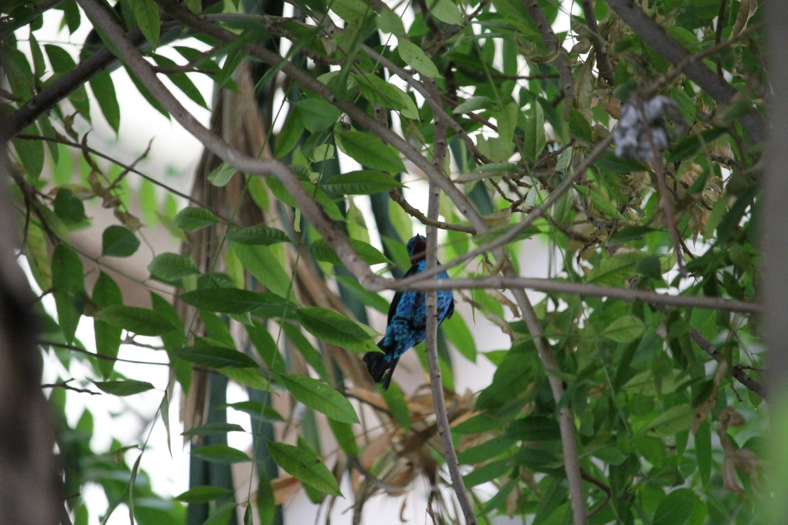 Spangled cotinga (Cotinga cayana)
