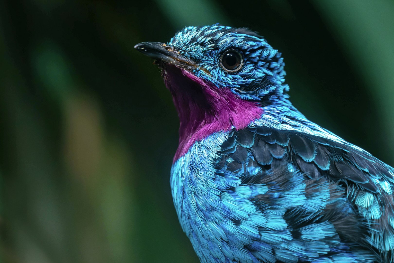 Spangled cotinga (Cotinga cayana)