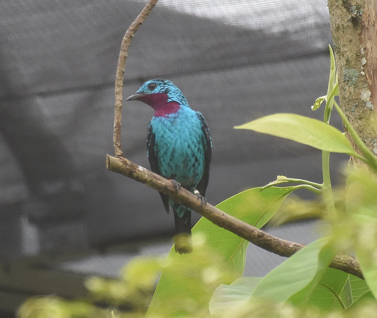 Spangled Cotinga (Cotinga cayana)