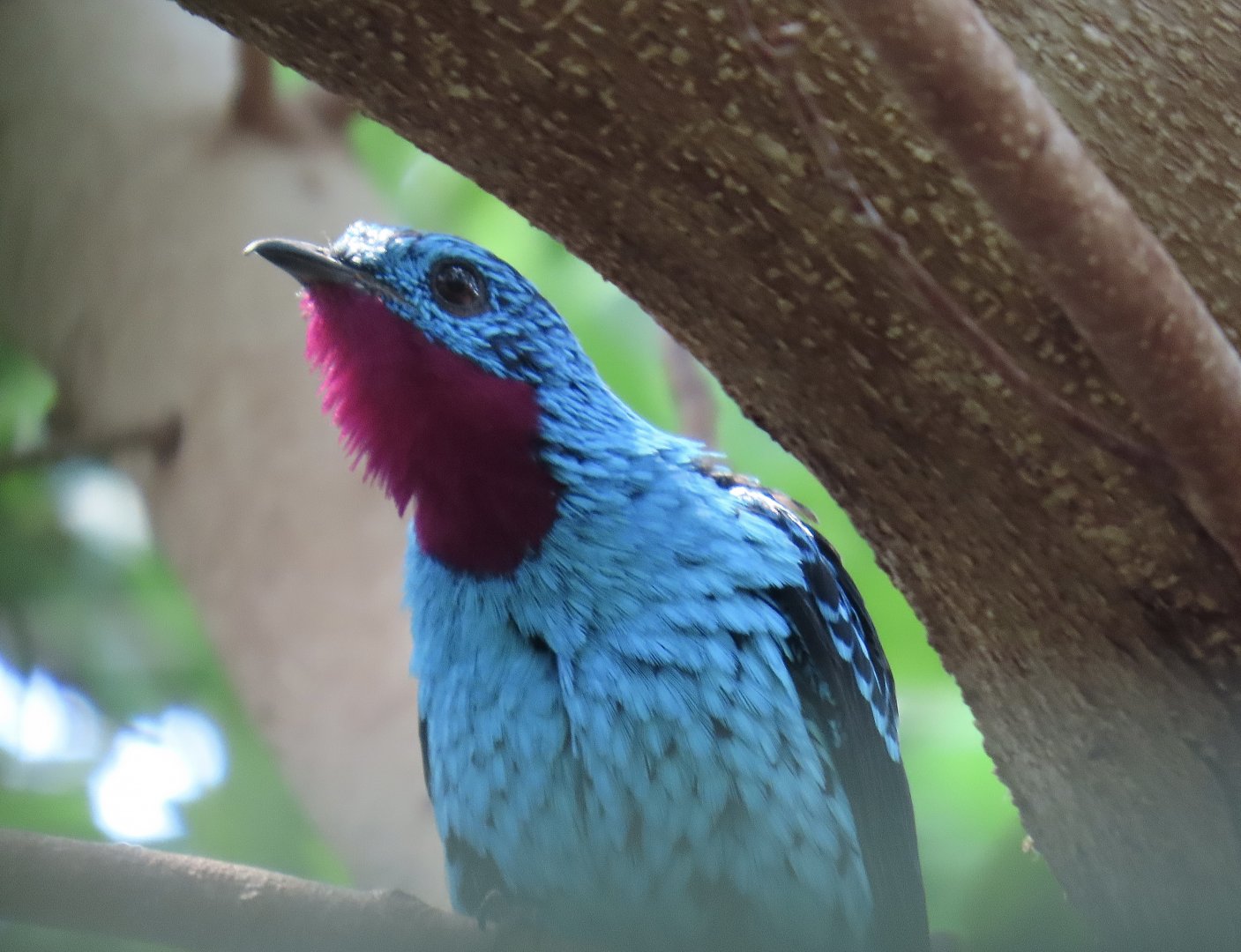 Spangled Cotinga (Cotinga cayana)