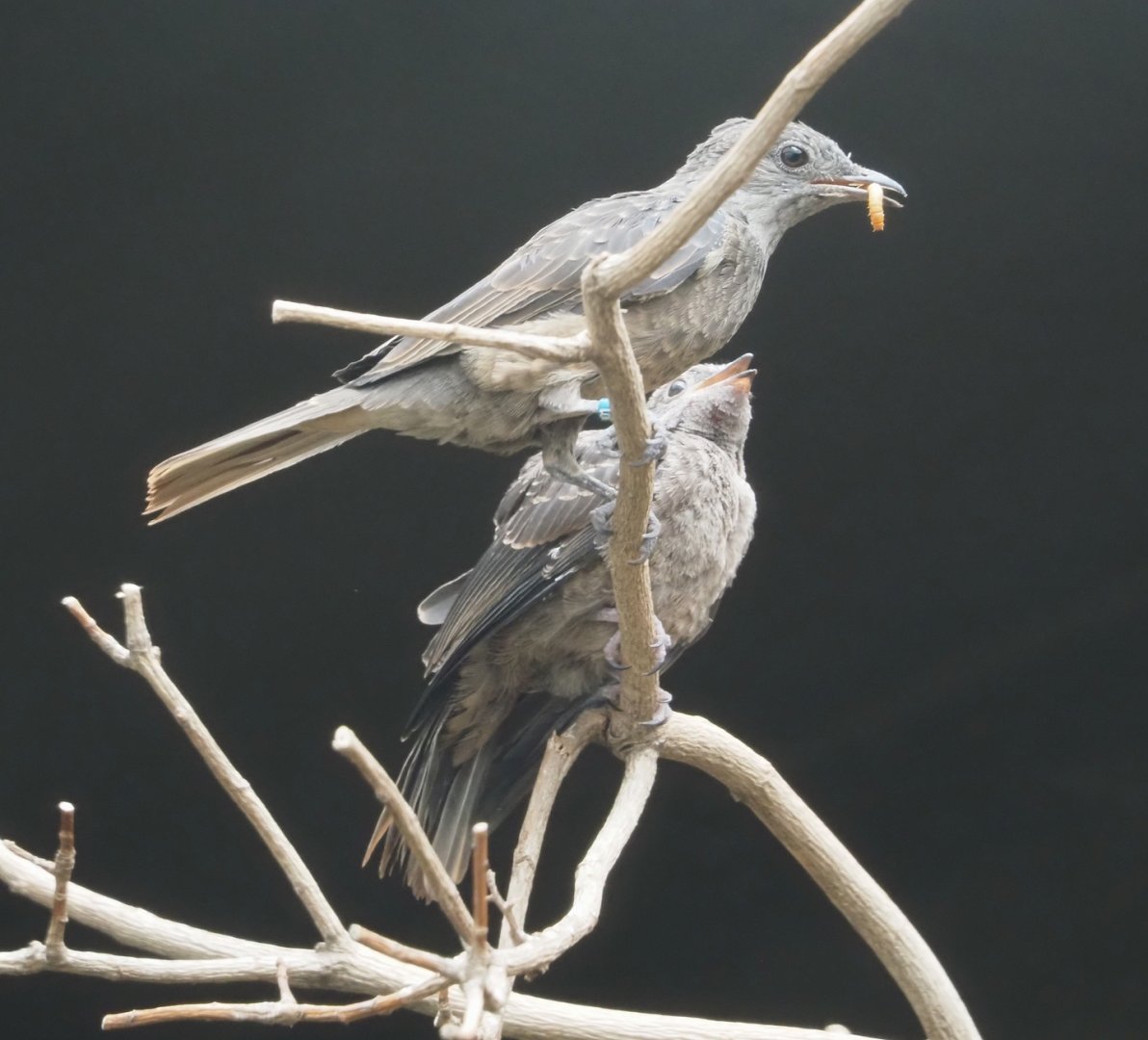 Spangled cotinga female and fledgling (Cotinga cayana), 2024-09-29