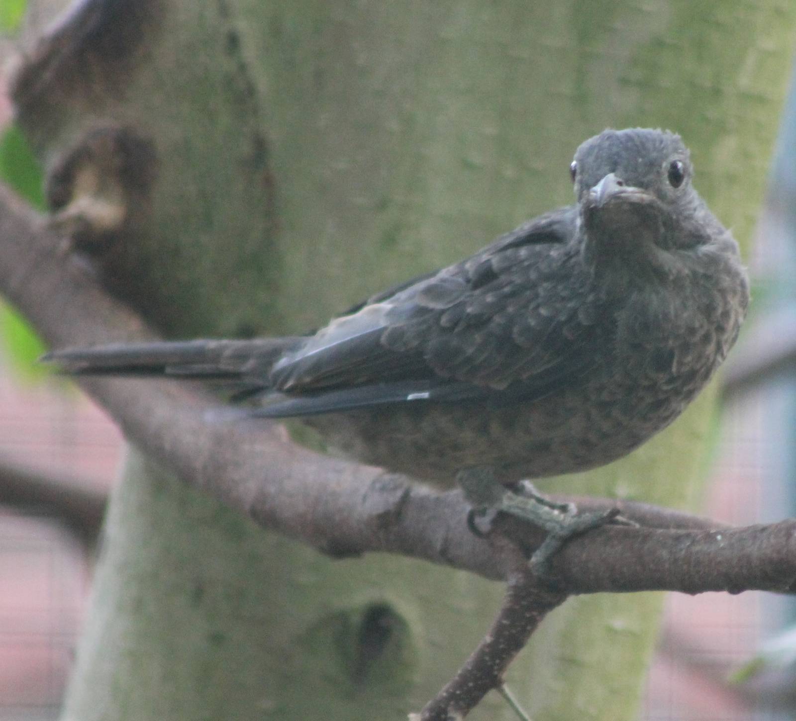 Spangled cotinga female