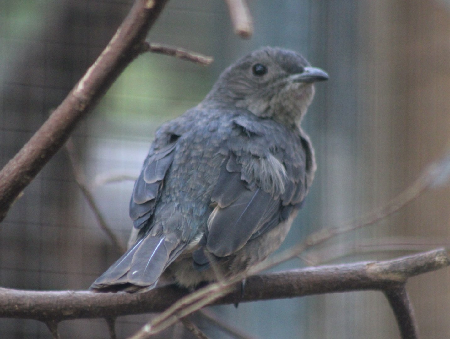 Spangled cotinga - female
