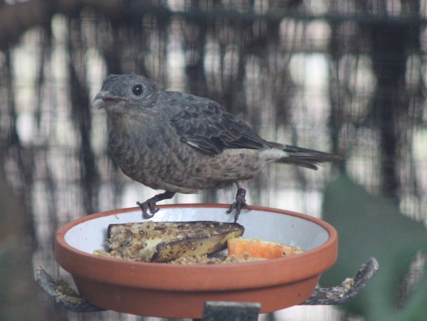 Spangled cotinga - female