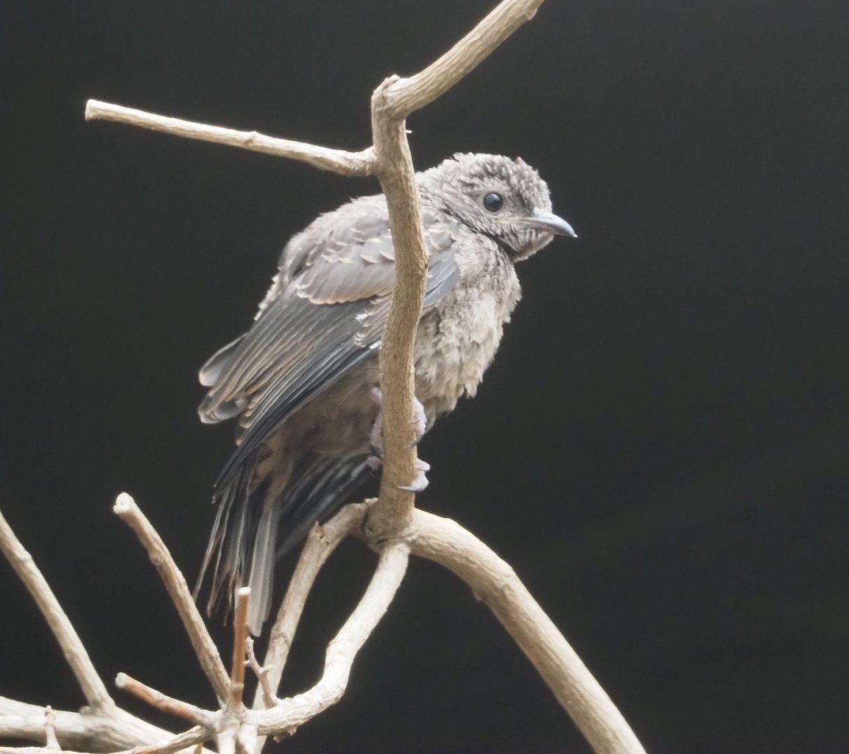 Spangled cotinga fledgling (Cotinga cayana), 2024-09-29