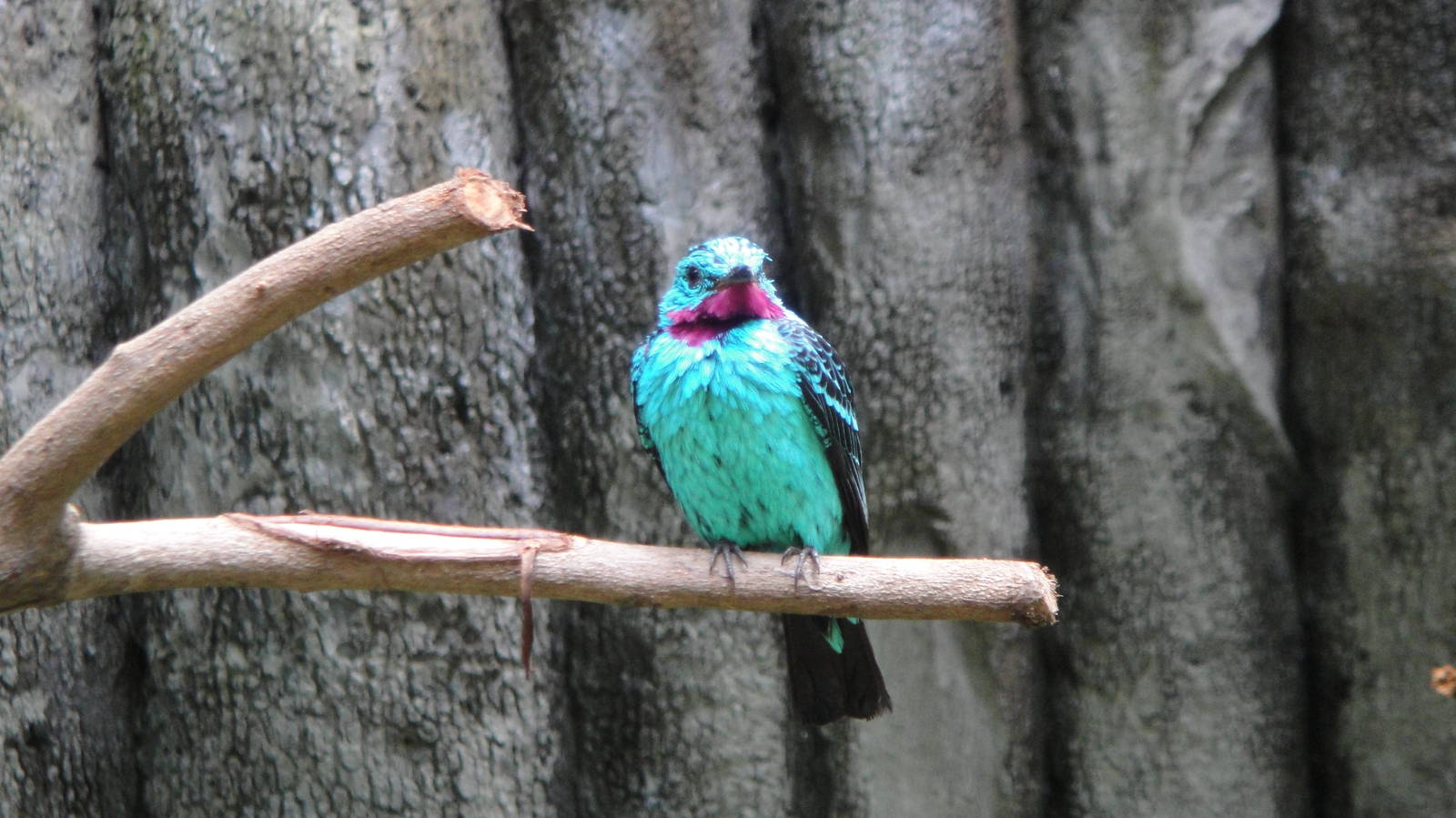 Spangled Cotinga (male)