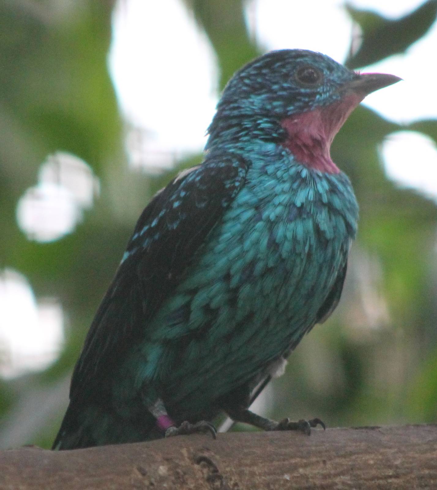 Spangled cotinga male