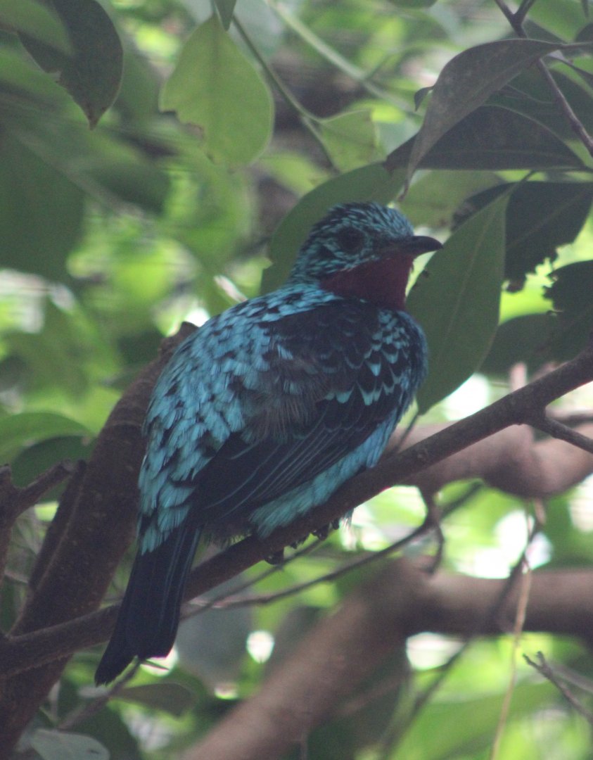 Spangled cotinga - male