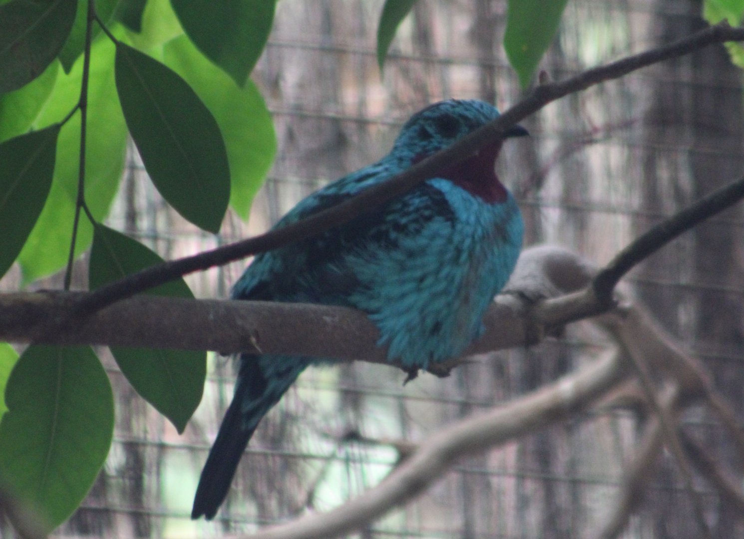 Spangled cotinga - male