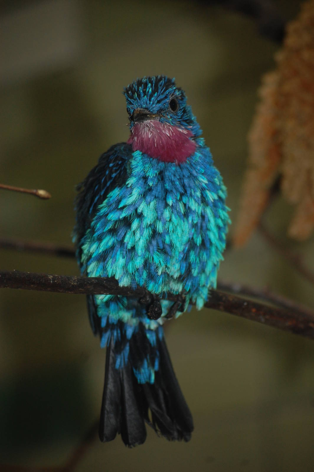 Spangled cotinga