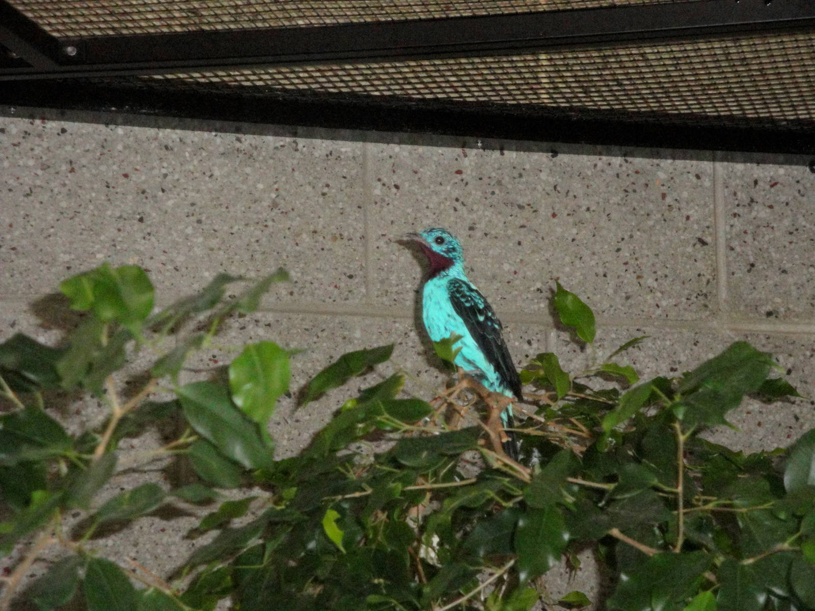 Spangled Cotinga