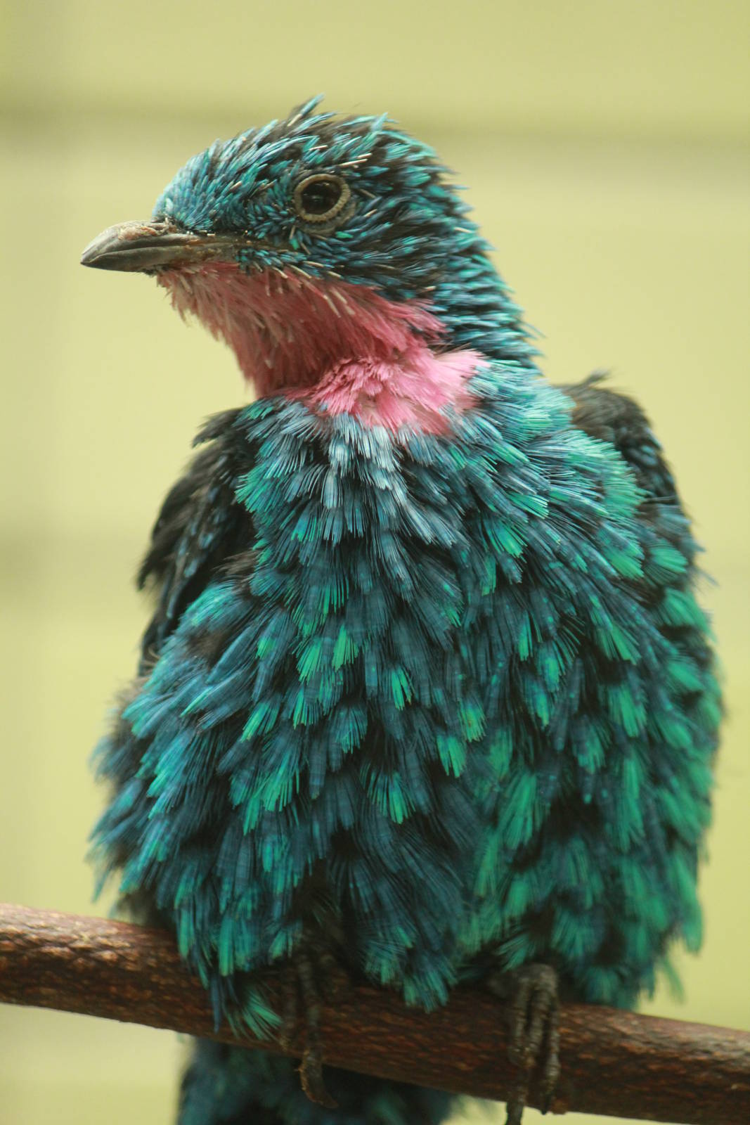Spangled Cotinga
