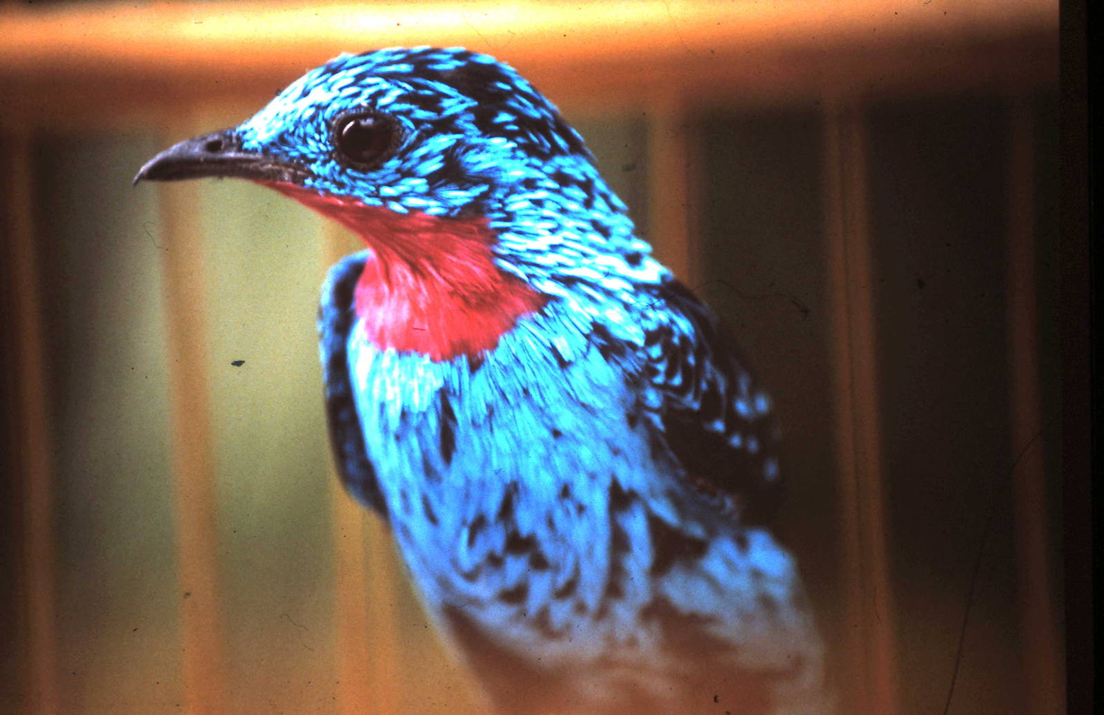 Spangled cotinga