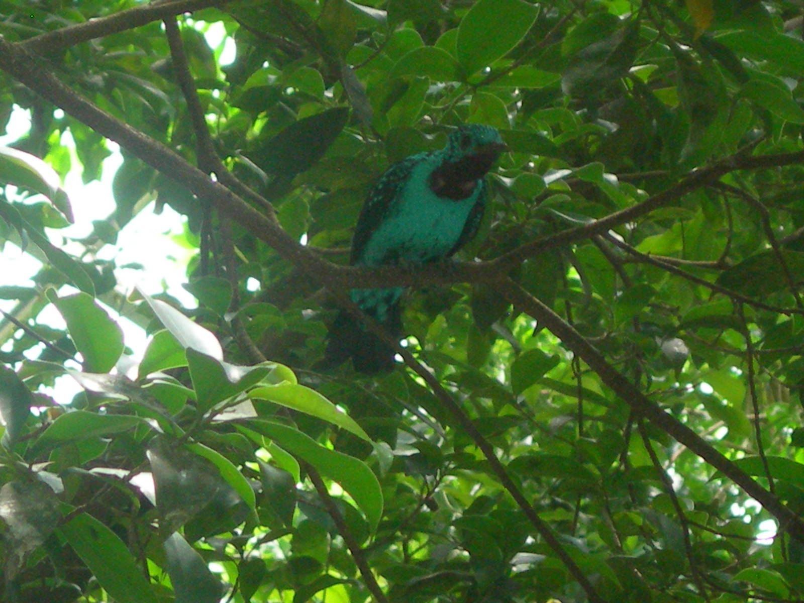 Spangled Cotinga