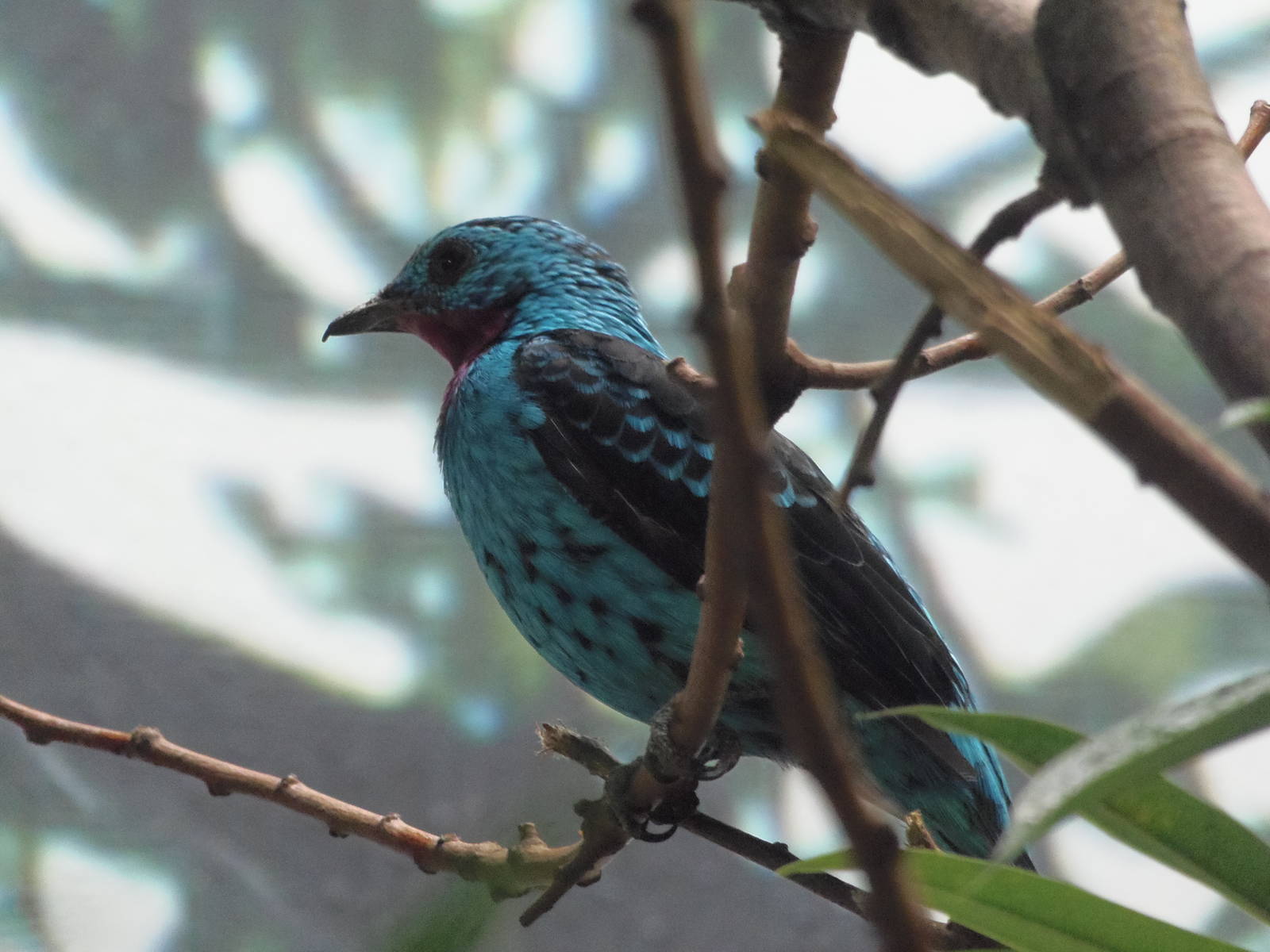Spangled cotinga